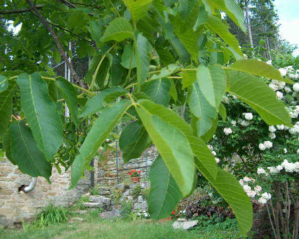  Image name: nocefoglia[1].jpg 
 width: 600 pixel 
 height: 480 pixel 
 Size: 42640 bytes 
 Click to enlarge 